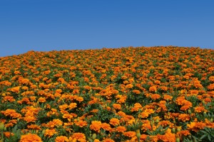 Field of flowers