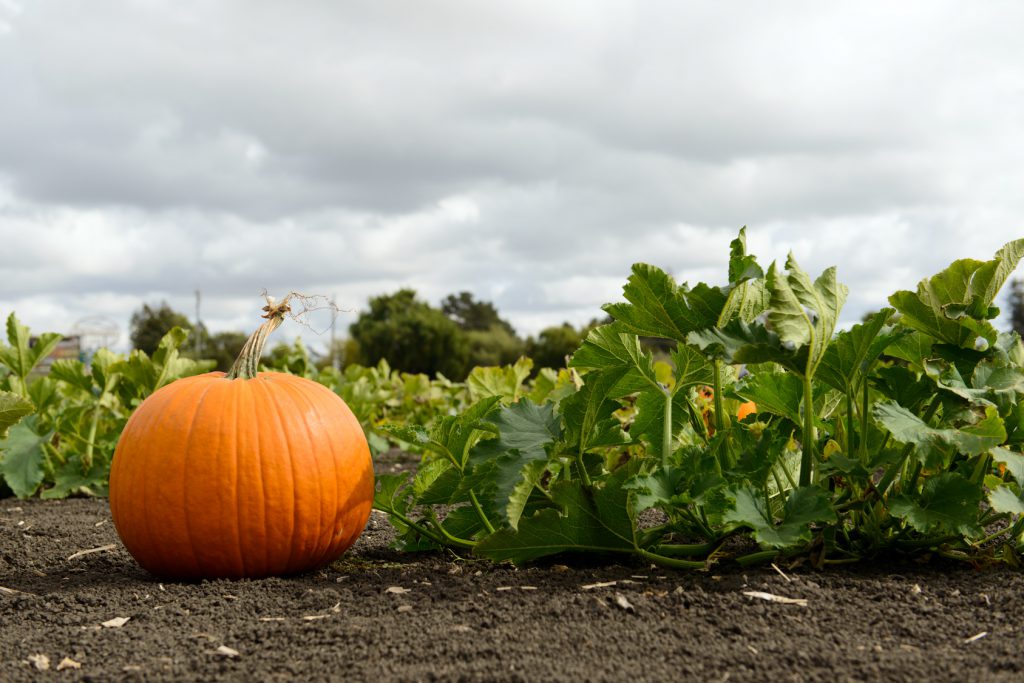 Pumpkin patch with green leaves on cloudy fall day